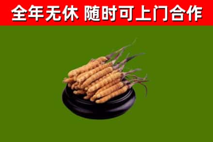 淮北烟酒回收冬虫夏草.jpg